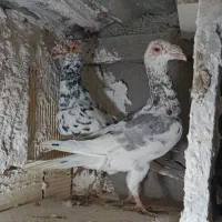 یه جفت کاریل اصالت دار