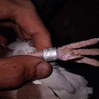 کبوتر دوبال اهوازی|پرنده|گرگان, |دیوار