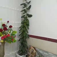 گل گوش فیلی سرحال وشاداب