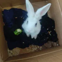 خرگوش باهوش|موش و خرگوش|تهران, مسعودیه|دیوار