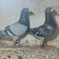 کبوتر پلاکی