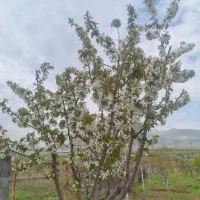 فروش باغ