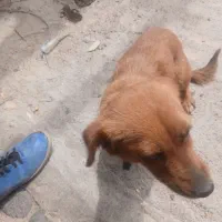 سگ پاکوتاه معاوضه باقناری وعروس هلندی