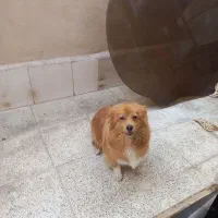 پامر دورگه
