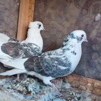 تعدادی کبوتر سالم