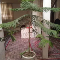 فروش کاج مطبق