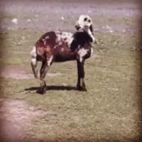 سونوگرافی گاو گوسفند با دستگاه