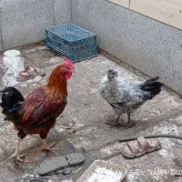 خروس محلی و مرغ کاکلی محلی نژاددار