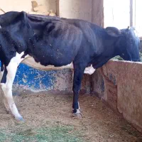 گاو|حیوانات مزرعه|کوهدشت, |دیوار