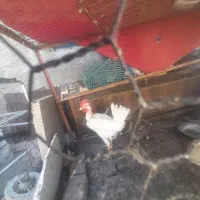 خروس محلی خوب