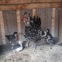 مرغ گلین باجوجه