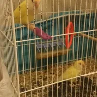 کوتوله|پرنده|مشهد, گلشور|دیوار