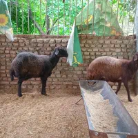 دو عدد میش ابستن