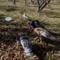 بوقلمون محلی|پرنده|سپیدان, |دیوار