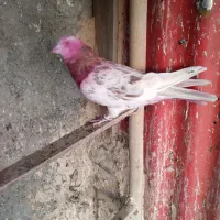 جفت کفتر پرشی