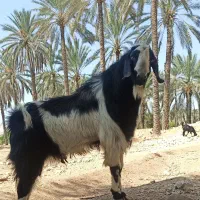 پازن سرحال جوان هیکل فیت|حیوانات مزرعه|جم, |دیوار
