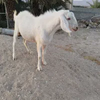 فروش نری