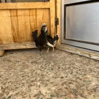 نیمچه گلین|حیوانات مزرعه|شهرکرد, |دیوار