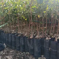 فروش نهال پسته|خدمات باغبانی و درختکاری|اردکان, |دیوار