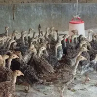 فروش جوجه بوقلمون برنز سینه پهن