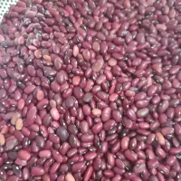 لوبیا قرمز