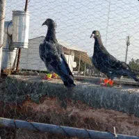 پرنده|پرنده|سبزوار, هویزه|دیوار