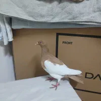 کبوتر یهودی