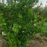 باغ ۱۲۰۰ متری زوویه