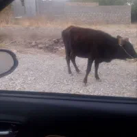 یک گاو ماده ویک گوساله نر|حیوانات مزرعه|بم, |دیوار