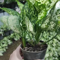 فروش آگلونما برفی بسیار باکیفیت|گل و گیاه طبیعی|عباس‌آباد, |دیوار