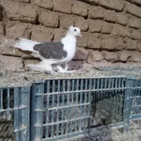 کبوتر‌دوکت‌ماده|پرنده|کبودرآهنگ, |دیوار