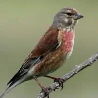 سهره سینه سرخ