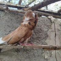 کبوتر شامپیون شازده سرور نر|پرنده|نمین, |دیوار