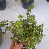 کراسولا خرفه ای گلدان سطل 4 فیکوس ببری|گل و گیاه طبیعی|قم, نیروگاه|دیوار