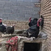 بوقلمون نر