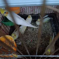 جوجه عروس هلندی لوتینو|پرنده|قم, انسجام|دیوار