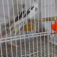 عروس هلندی....