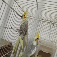 عروس هلندی کار سهره مست دهن قناری|پرنده|تربت جام, مسکن مهر|دیوار