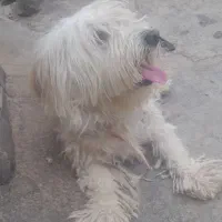 سگ پشمالو