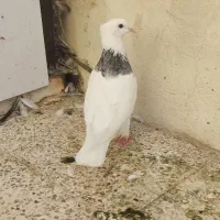 طوقی هفت رنگ شکلاتی،دم سیاه|پرنده|جم, |دیوار