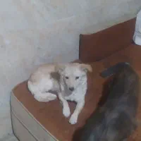 سگ پاکوتاه فروش فوری|سگ|آشخانه, |دیوار