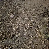 وحدتیه زمین برای کاشت گندم