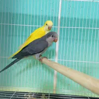 طوطی راهب نرو ماده با تست جنسیت