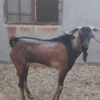 فروش پازن|حیوانات مزرعه|لامرد, |دیوار