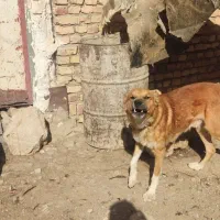 دو عدد سگ گله ای برادر چهارده ماهه|سگ|اسفراین, |دیوار