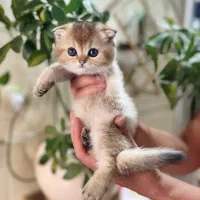 اسکاتیش دبل فولد گلد|گربه|شیراز, فرهنگ شهر|دیوار