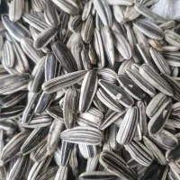 فروش تخمه آفتابگردان|عمدهفروشی|دینور, |دیوار