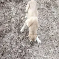 توله سگ سرابی نر۴ماهه|سگ|هریس, |دیوار