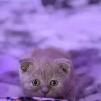 توله گربه بریتیش لیلاک ۲ ماهه