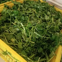 سبزی خرد شده تازه